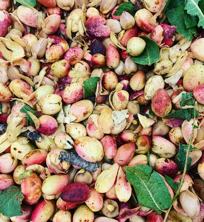 Santa Barbara Organic Pistachios Orchard Photo | Pistachios after harvest